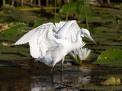 Little Blue Heron 
