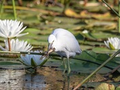Little Blue Heron 
