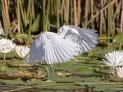 Little Blue Heron 