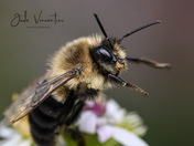 ✨ The Gentle Buzz ✨