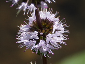 For the macro lovers