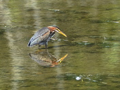 Patiently fishing - green heron