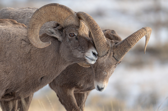 National Elk Refuge