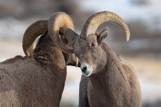 National Elk Refuge