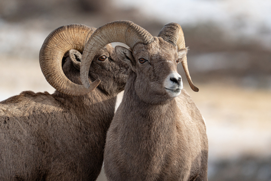 National Elk Refuge