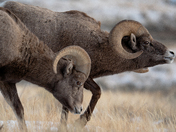 National Elk Refuge
