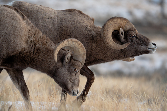 National Elk Refuge