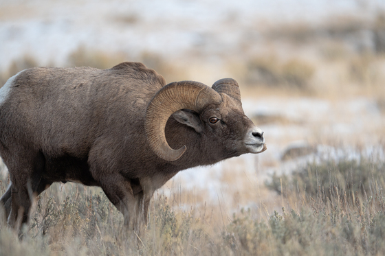 National Elk Refuge