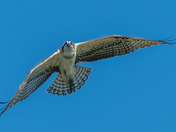 Vocal Ospreys