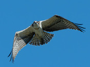 Vocal Ospreys