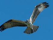 Vocal Ospreys