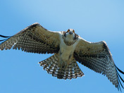Vocal Ospreys