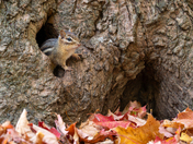 Eastern Chipmunk 