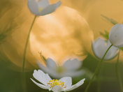 Canada Anemone & Setting Sun