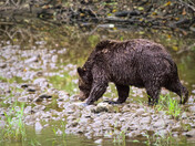 A Walk on the Wild Side