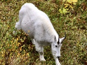 Glacier National Park
