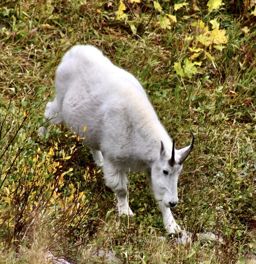 Glacier National Park