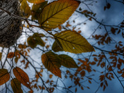 Leaves Turning