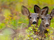 Fawn and mother