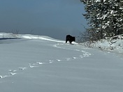 Lone Black Wolf
