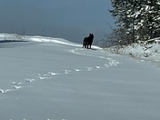 Lone Black Wolf