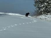 Lone Black Wolf