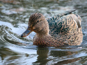 Mrs. Mallard