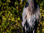 Heron at Hogs Back Falls 2