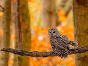 The woods are dressed in fire, and this wise one watches the change 🍁