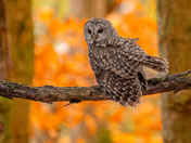 The woods are dressed in fire, and this wise one watches the change 🍁