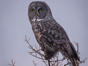 Great Gray Owl