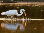Great Egret