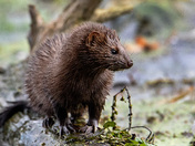 American Mink