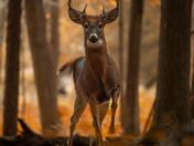 Intimidation Tactics  