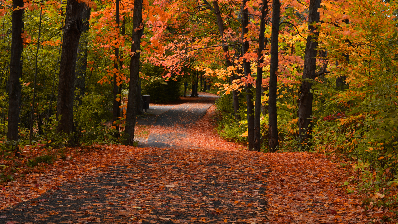 Fall Foliage