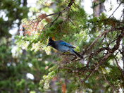 Rocky Mountain National Park