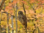 Barred Owl