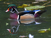 Wood Ducks of High Park Toronto
