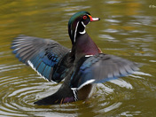 Wood Ducks of High Park Toronto