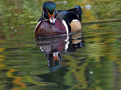 Wood Ducks of High Park Toronto