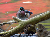 Wood Ducks of High Park Toronto