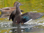 Wood Ducks of High Park Toronto