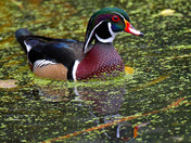 Wood Ducks of High Park Toronto