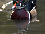 Wood Ducks of High Park Toronto