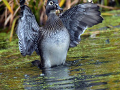 Wood Ducks of High Park Toronto