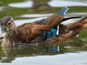 Wood Ducks of High Park Toronto