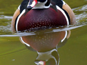 Wood Ducks of High Park Toronto