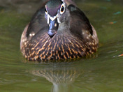 Wood Ducks of High Park Toronto