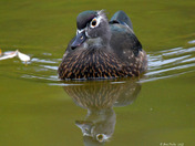 Wood Ducks of High Park Toronto