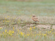 Gem of the Grasslands